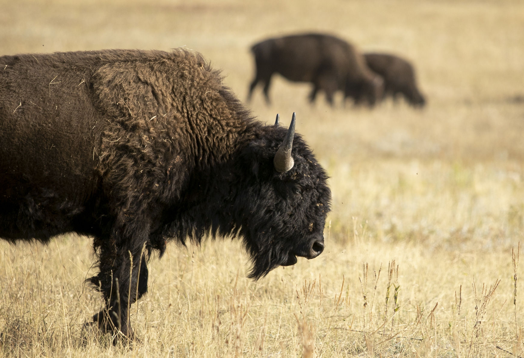 Buffalo Roundup Preview